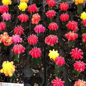 Meet your Posher, Melisa